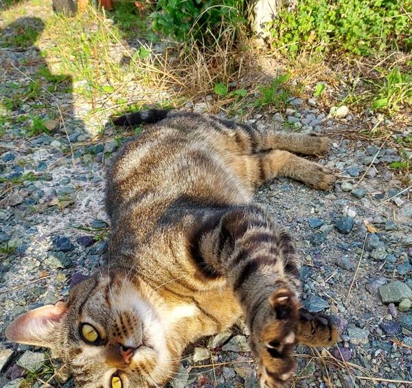 Séjour nature avec animaux en Sarthe – Le Jardin des 4 Saisons