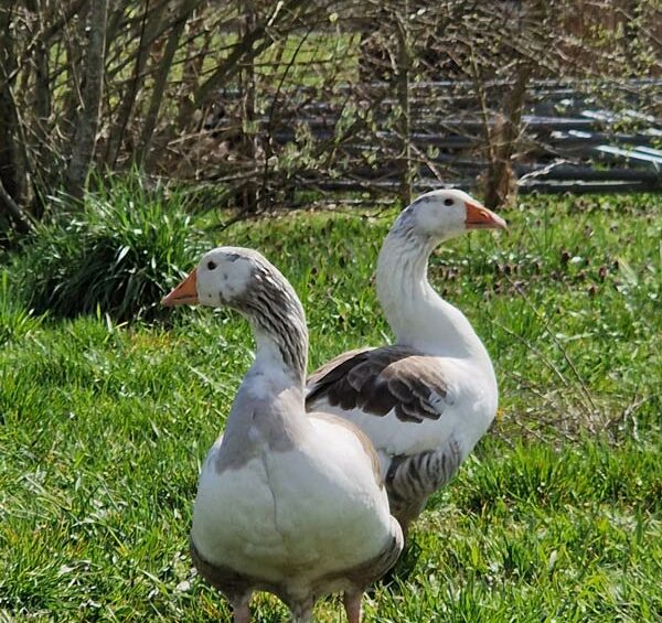 Mini-ferme au gîte près du Mans – Le Jardin des 4 Saisons
