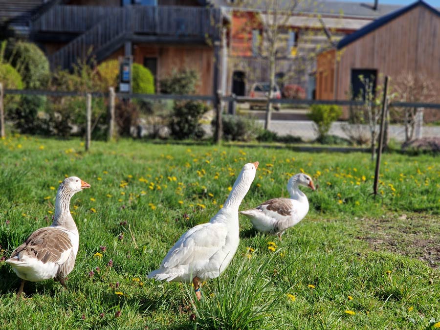 Mini-ferme au gîte près du Mans – Le Jardin des 4 Saisons
