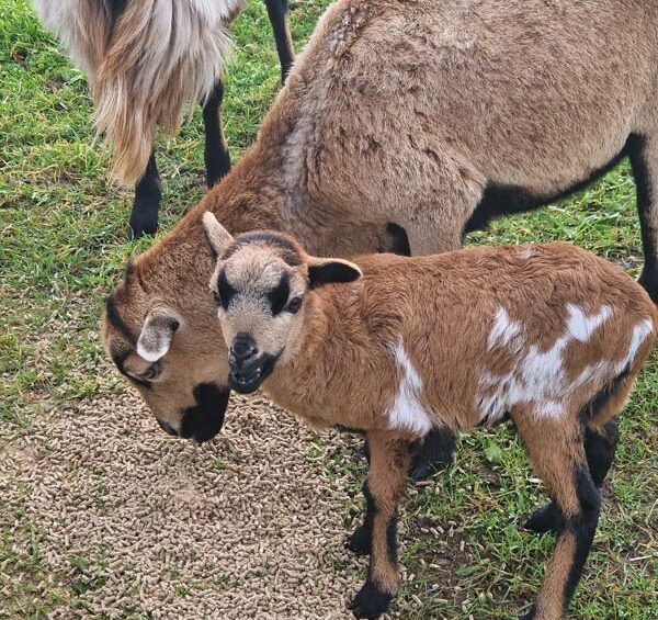 Séjour nature avec animaux en Sarthe – Le Jardin des 4 Saisons