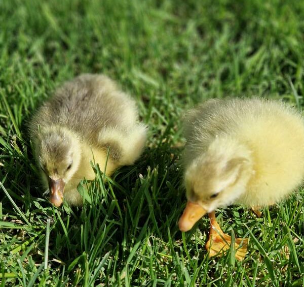 gite en Sarthe près de Mans animaux de la ferme le jardin des 4 saisons