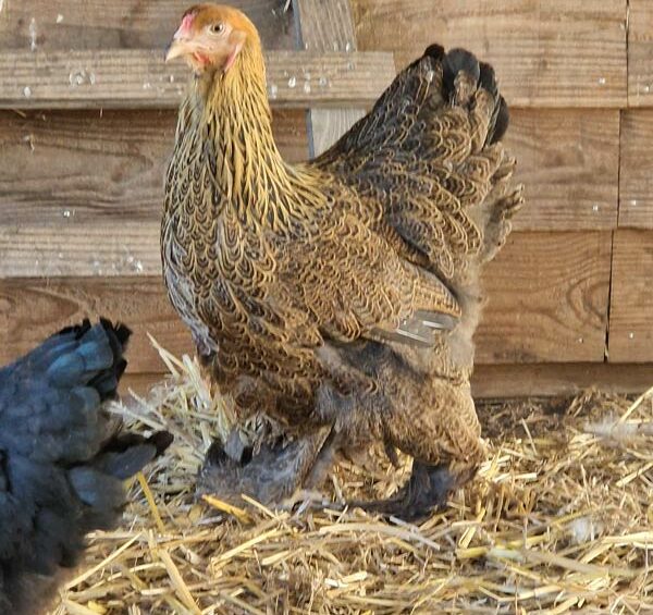 Mini-ferme au gîte près du Mans – Le Jardin des 4 Saisons