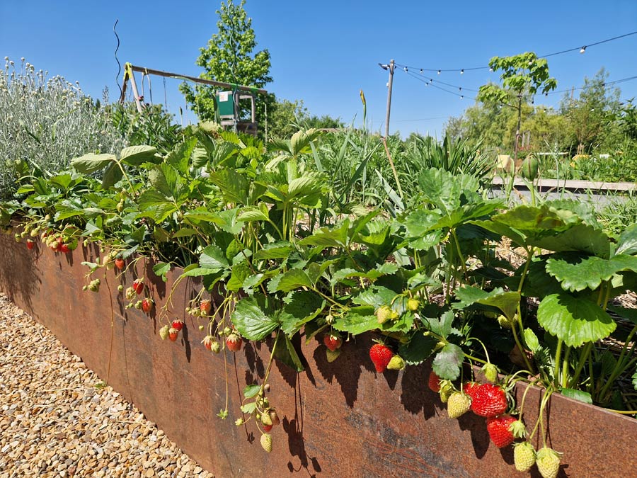 Potager en permaculture en Sarthe – Le Jardin des 4 Saisons