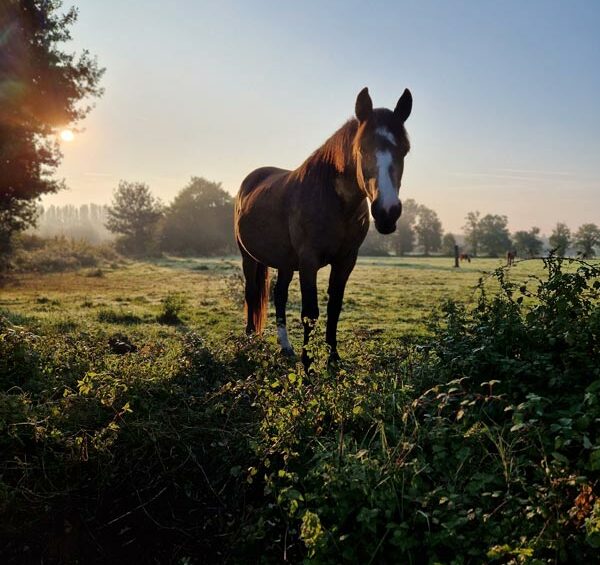 Gîte avec chevaux près du Mans – Le Jardin des 4 Saisons