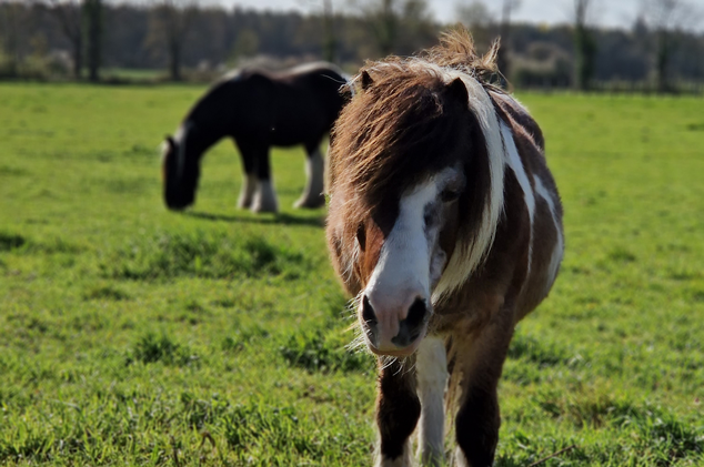 Chevaux, poneys  au Jardin des 4 Saisons
