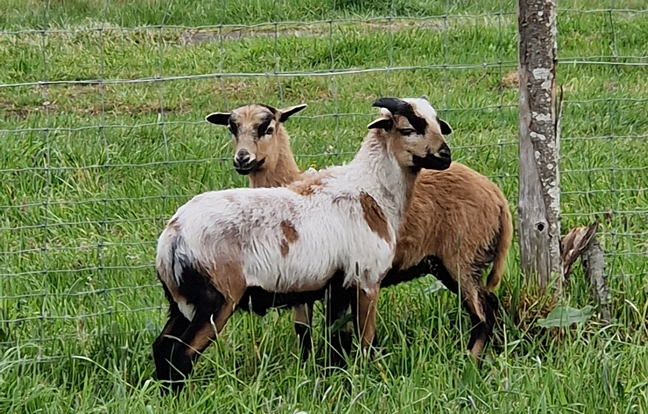 Moutons  au Jardin des 4 Saisons