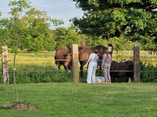 les chevaux du gite le jardin des 4 saisons au Mans